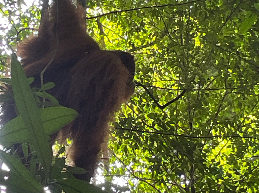 Sumatra Orangutan Explore-武吉拉旺必去景点