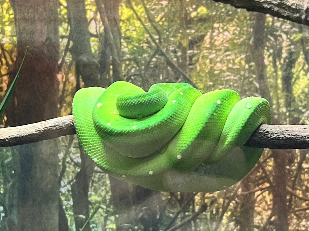 Cairns Aquarium-凯恩斯必去景点