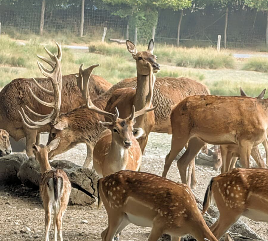 Parc Animalier De Sainte-croix-Rhodes必去景点