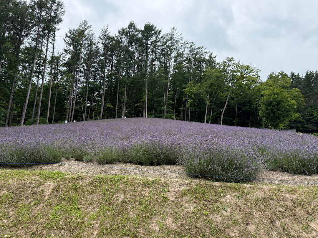 富田农场-中富良野町必去景点