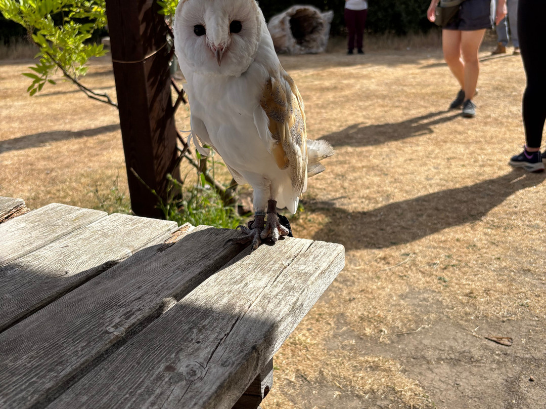 Feathers and Fur Falconry Centre-布拉克内尔必去景点
