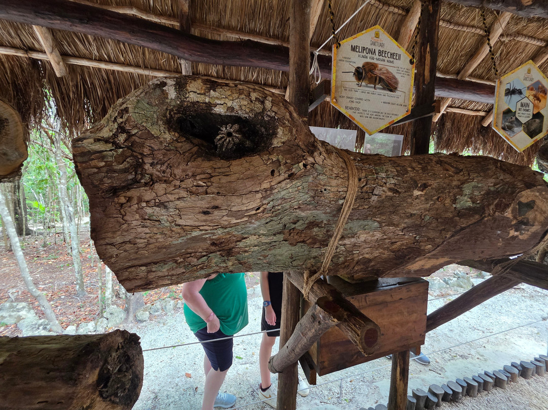 Mayan Bee Sanctuary-San Miguel de Cozumel必去景点