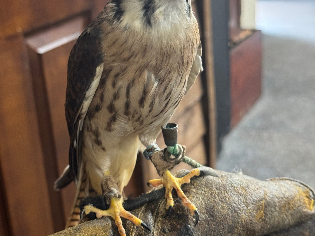 Riverside Falconry-纽卡斯尔必去景点