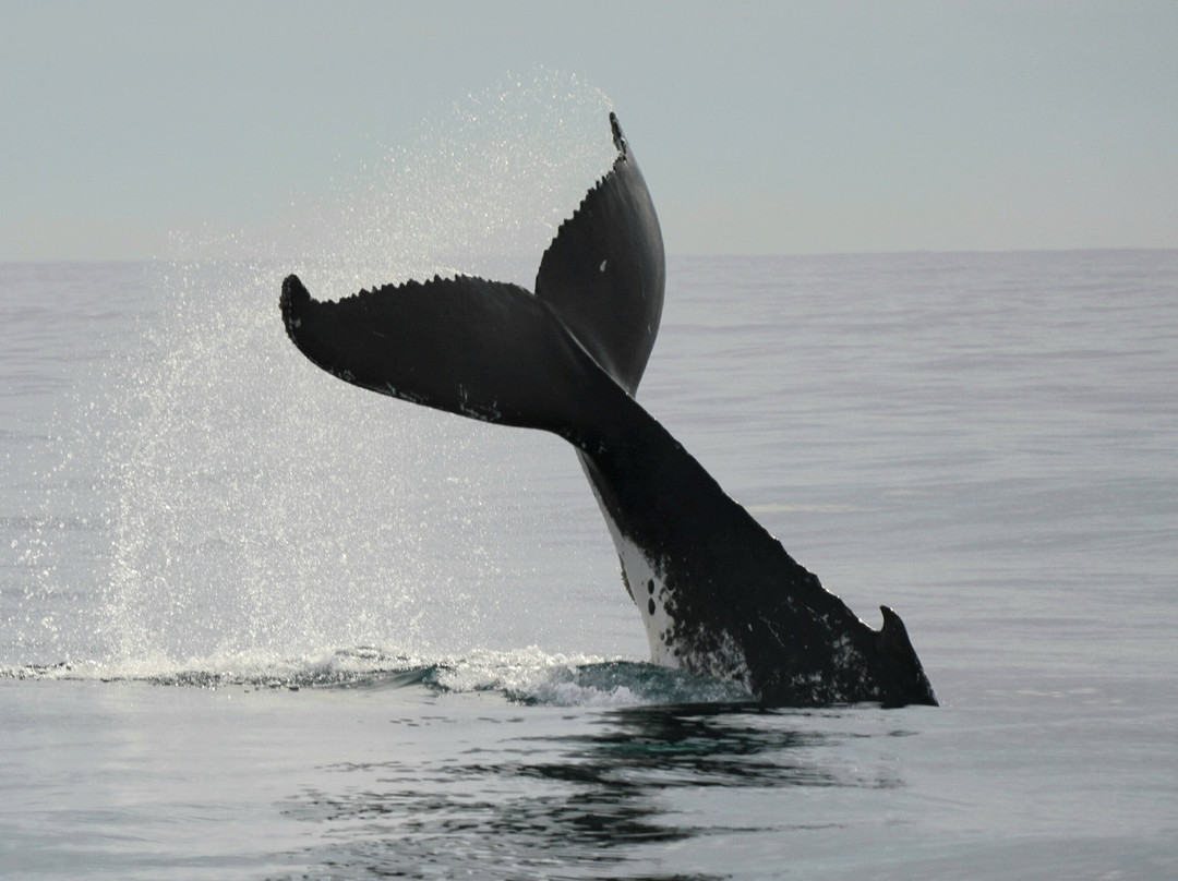 Whales Sunshine Coast-Buddina必去景点