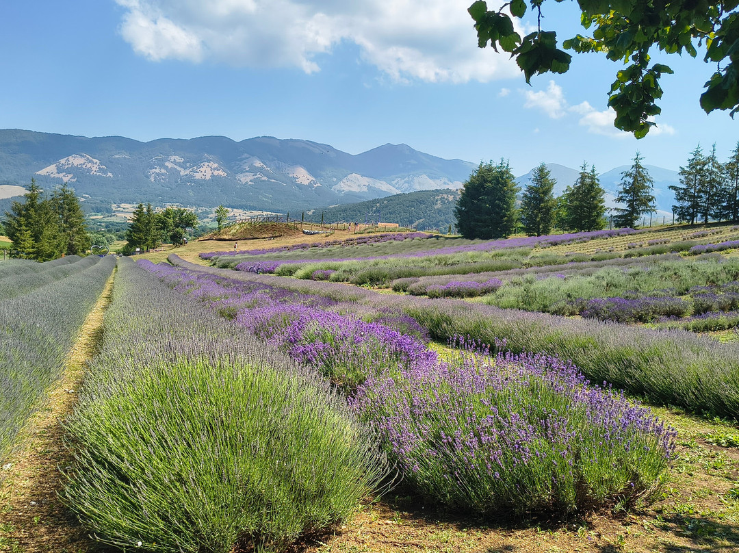 Parco Della Lavanda-Campotenese必去景点