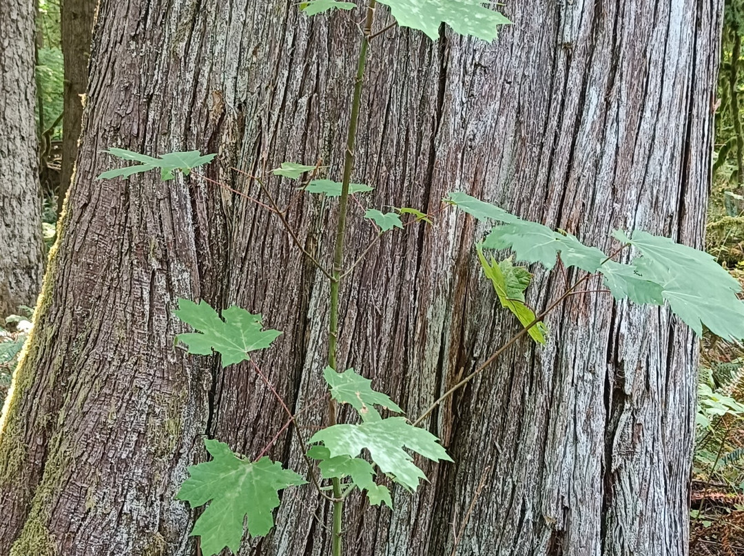 Cathedral Grove-艾伯尼港必去景点