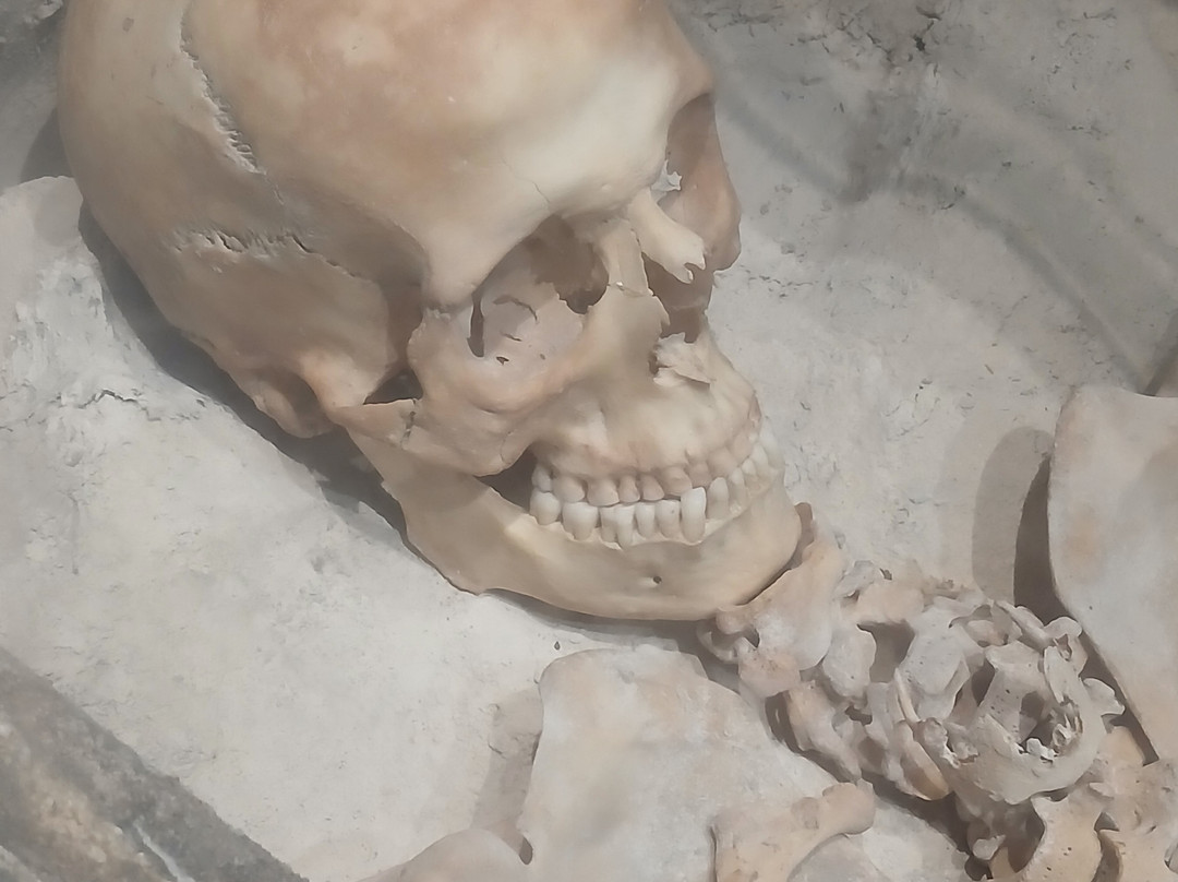 Verulamium Museum-圣奥尔本斯必去景点