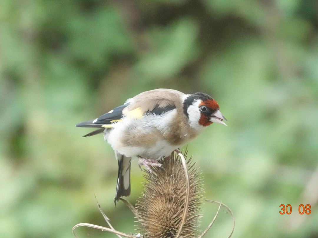 Pulborough Brooks RSPB-Pulborough必去景点