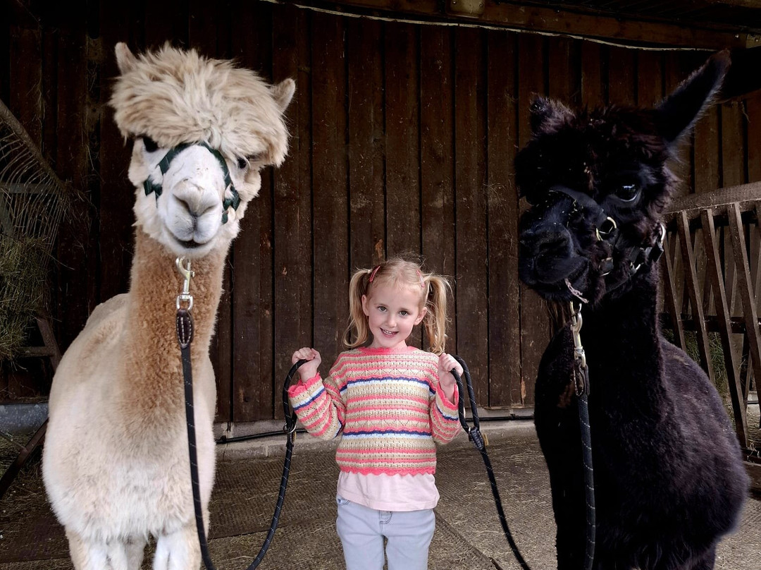 White Peak Alpaca Farm-Mobberley必去景点