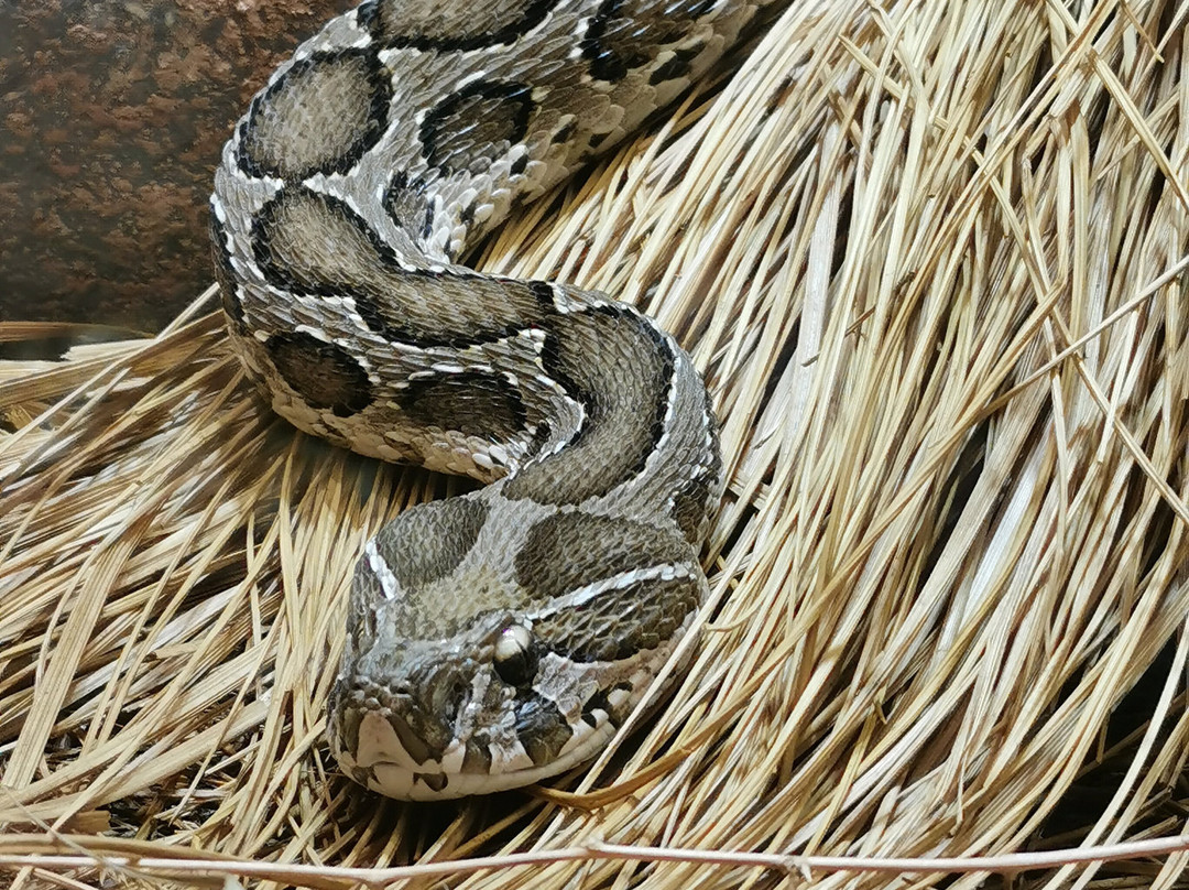 Reptilienzoo Nockalm-Patergassen必去景点