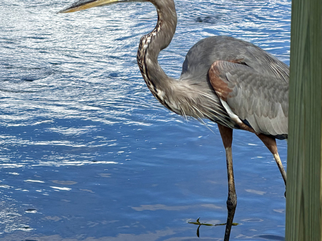 Savannah National Wildlife Refuge-Hardeeville必去景点