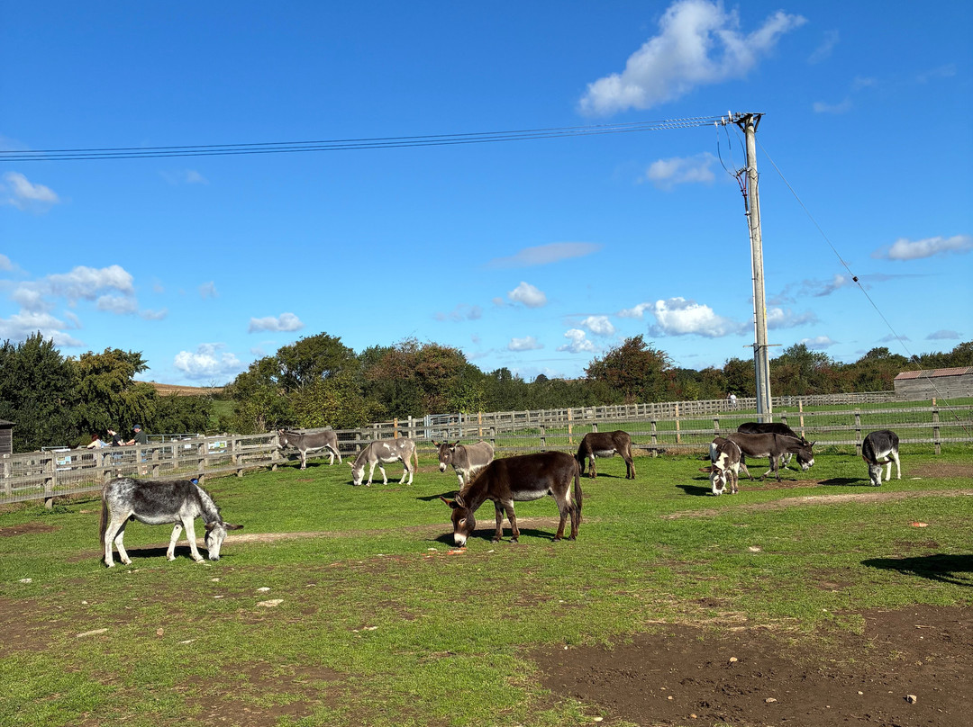 The Donkey Sanctuary-西德茅斯必去景点