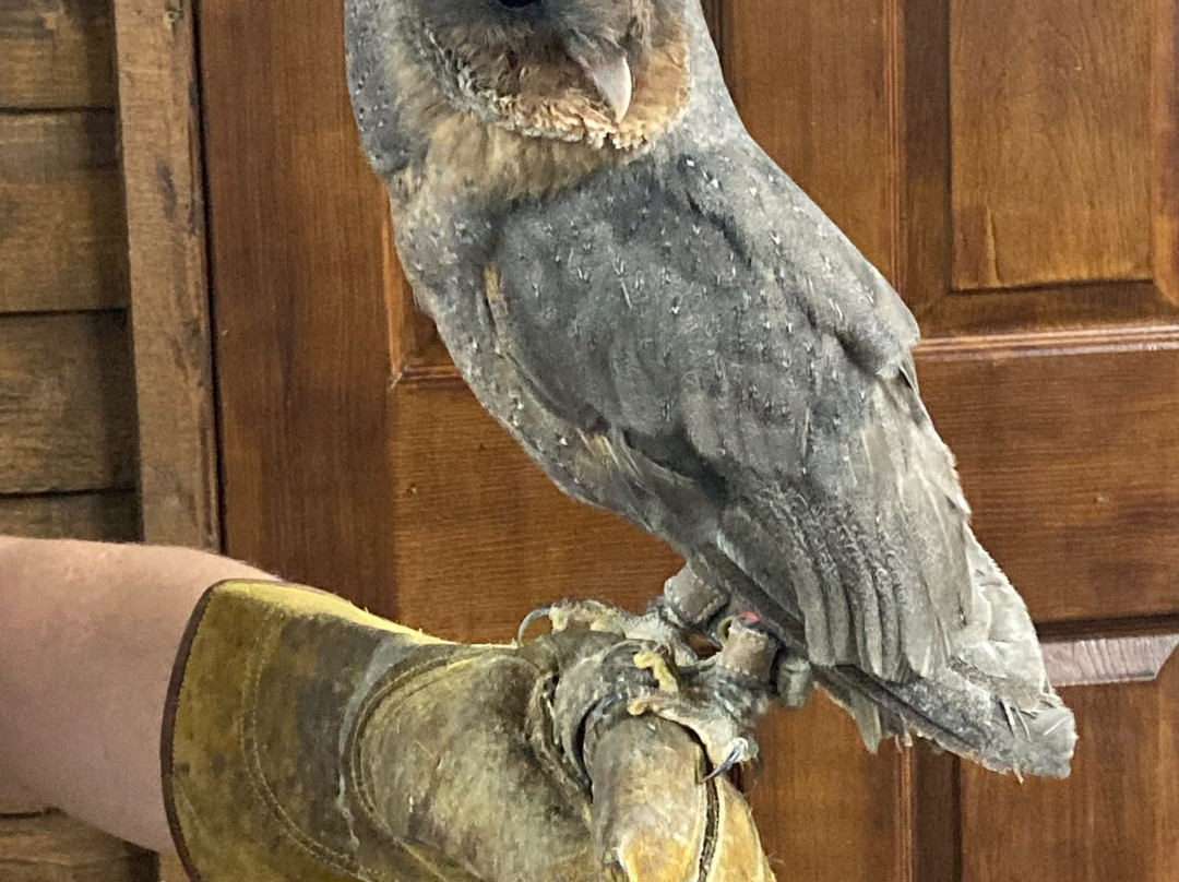 Riverside Falconry-纽卡斯尔必去景点