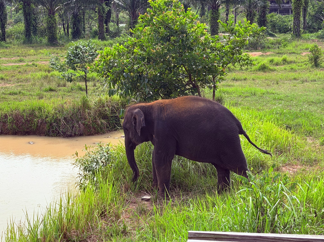 Following Giants - Krabi-Khlong Hin必去景点