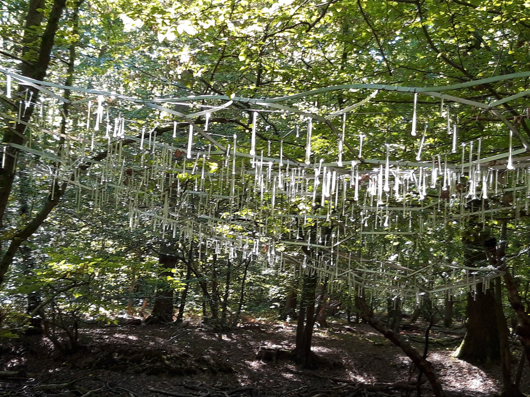 Forêt monumentale de canteleu