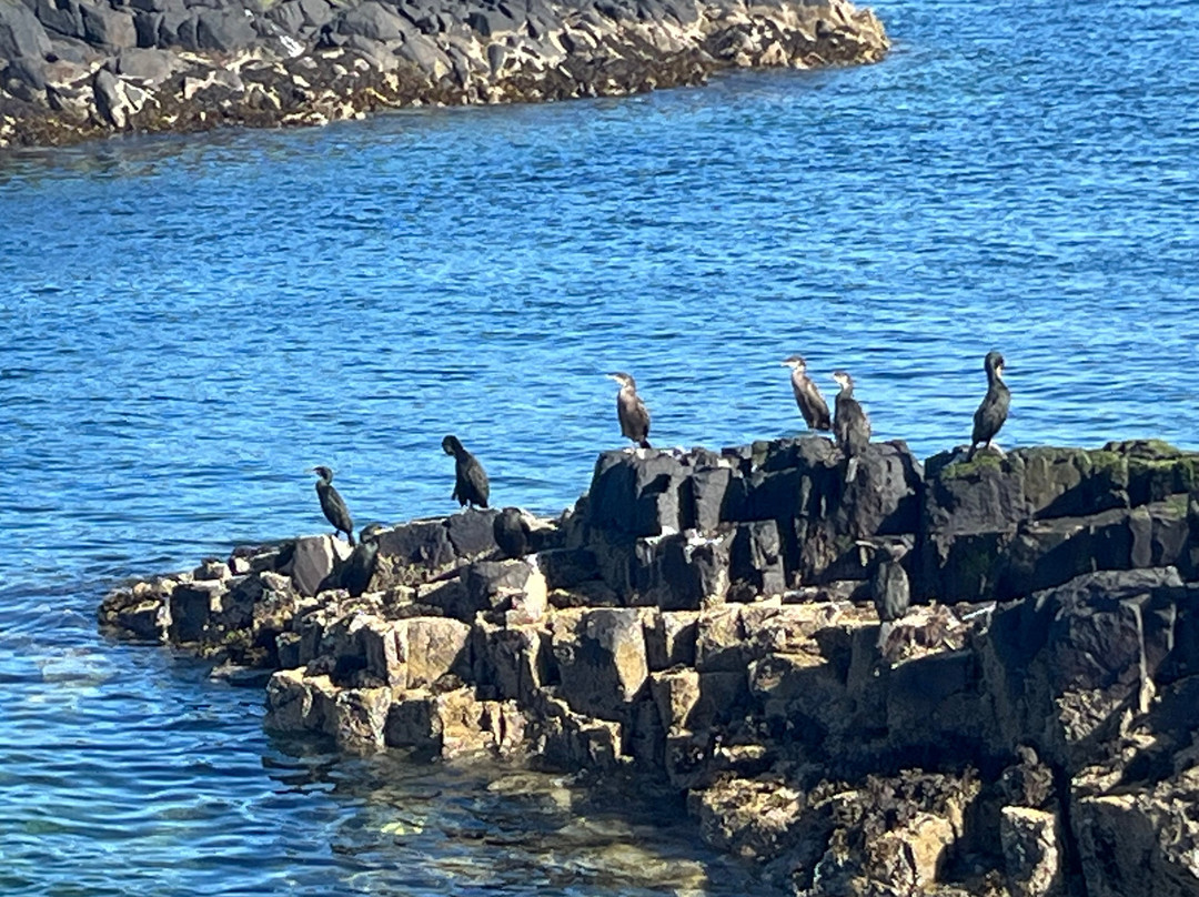 Serenity Farne Island Boat Tours-Seahouses必去景点