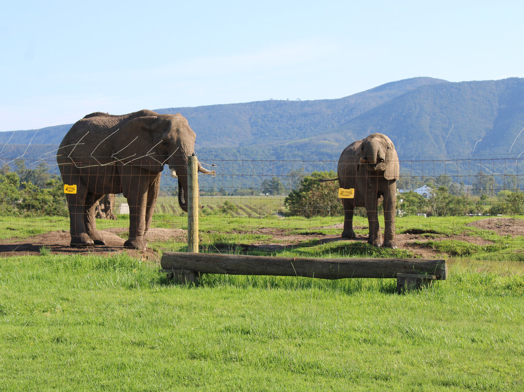 Elephant Sanctuary The Crags-The Crags必去景点