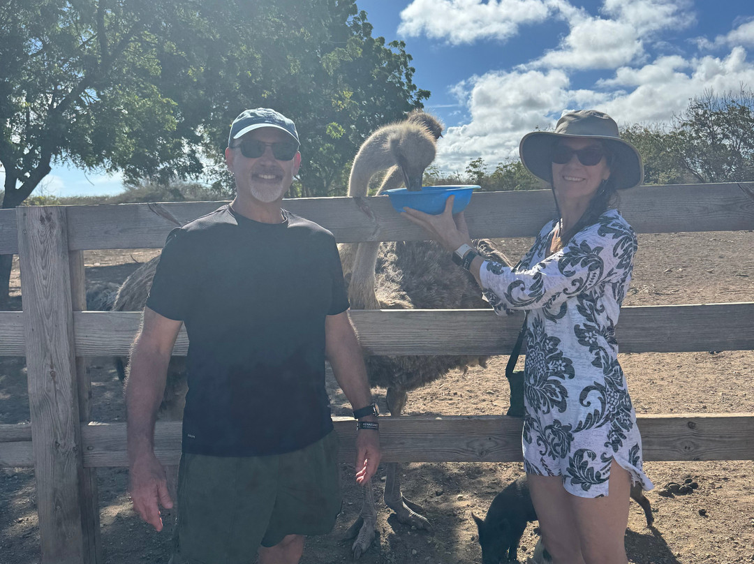 Curacao Ostrich Farm-库拉索必去景点