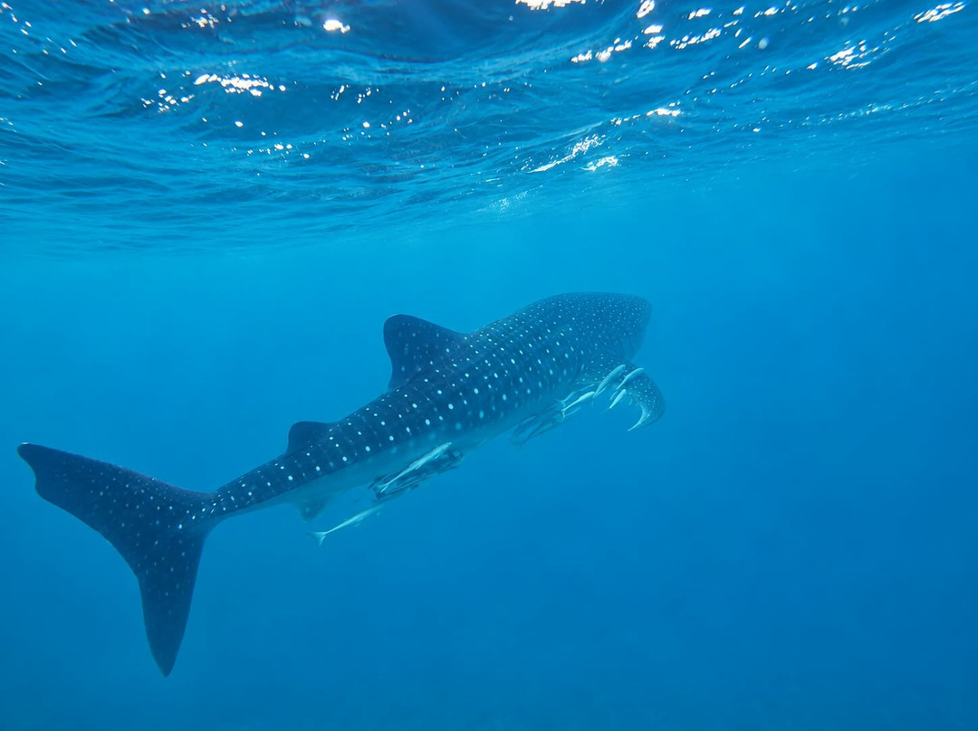 Ningaloo Discovery Whale Shark Tours-埃克斯茅斯必去景点