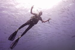 Diving With Mickey景点图片