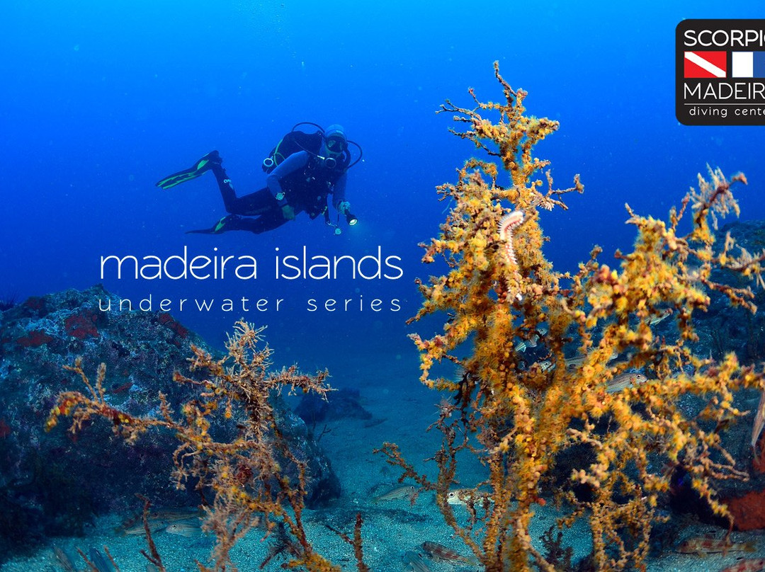 Scorpio Madeira Diving Center景点图片