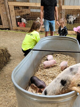 Havens Petting Farm-Blue Mounds必去景点