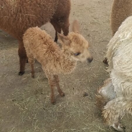 Roaring Acres Alpacas-Suffield必去景点