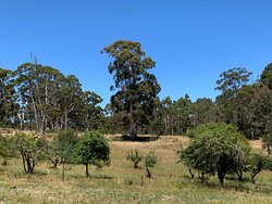 Heysen The Cedars景点图片