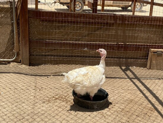 Farm Sanctuary景点图片