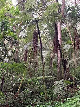 Magamba Eco-cultural Tourism景点图片