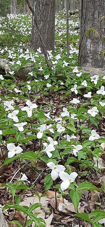 Seaton Hiking Trail-Pickering必去景点