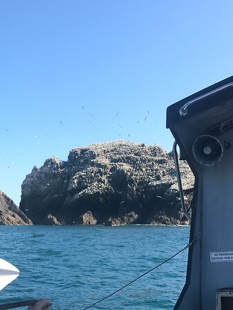 Alderney Wildlife Trust - Seabirds Boat Trip景点图片