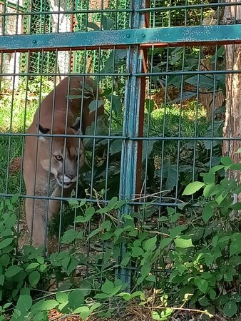 Zoo Parc des félins, les Trois Vallées-Montredon-Labessonnie必去景点