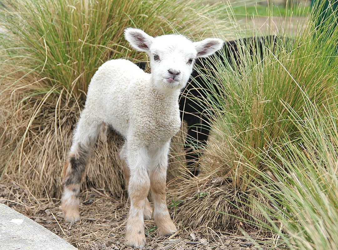 Hanmer Springs Animal Park景点图片