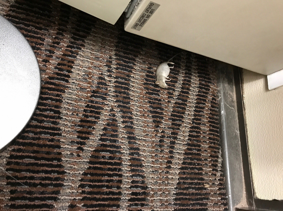 Saddleback Inn & Conference Center