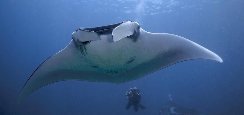 Wicked Diving, Komodo景点图片