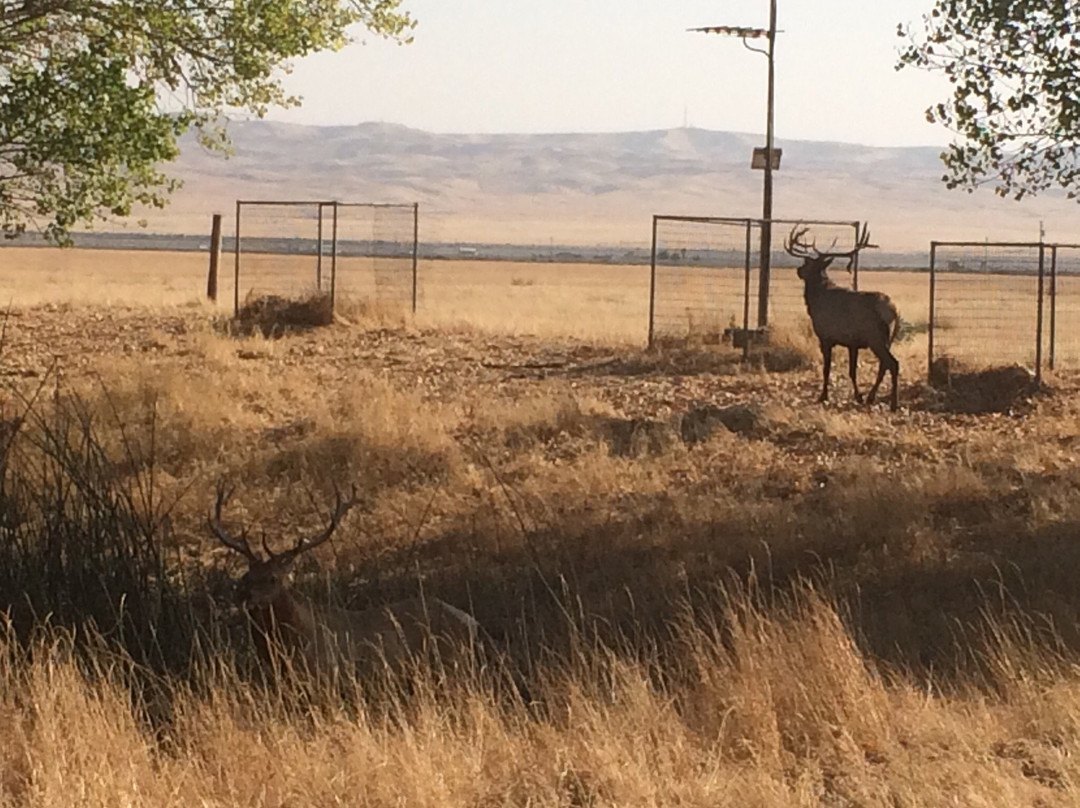 Tule Elk Reserve State Natural Reserve景点图片