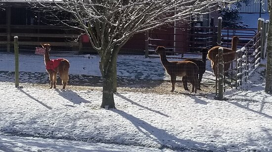 Cobb Creek Cabins主图