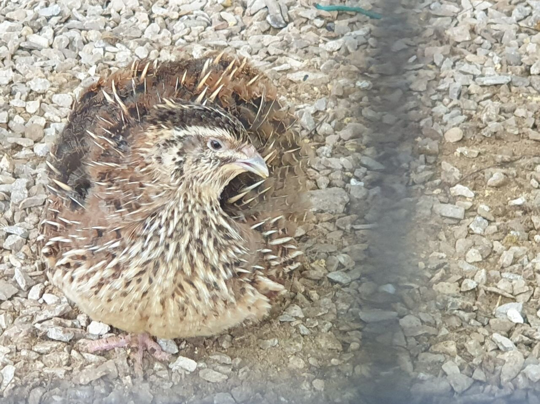 Taman Tumbina-宾图卢必去景点