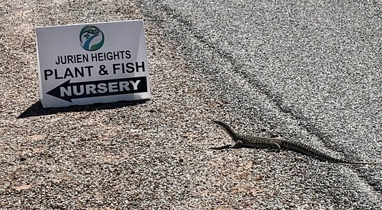 Jurien Heights Plant And Fish Nursery-朱里恩湾必去景点