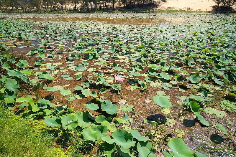 Lotus Lake景点图片