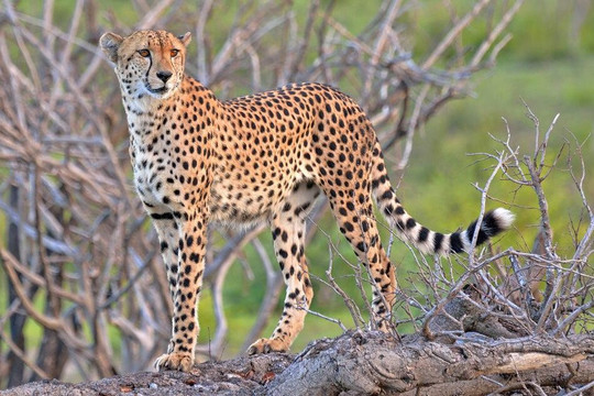 Kway tours and Safari's