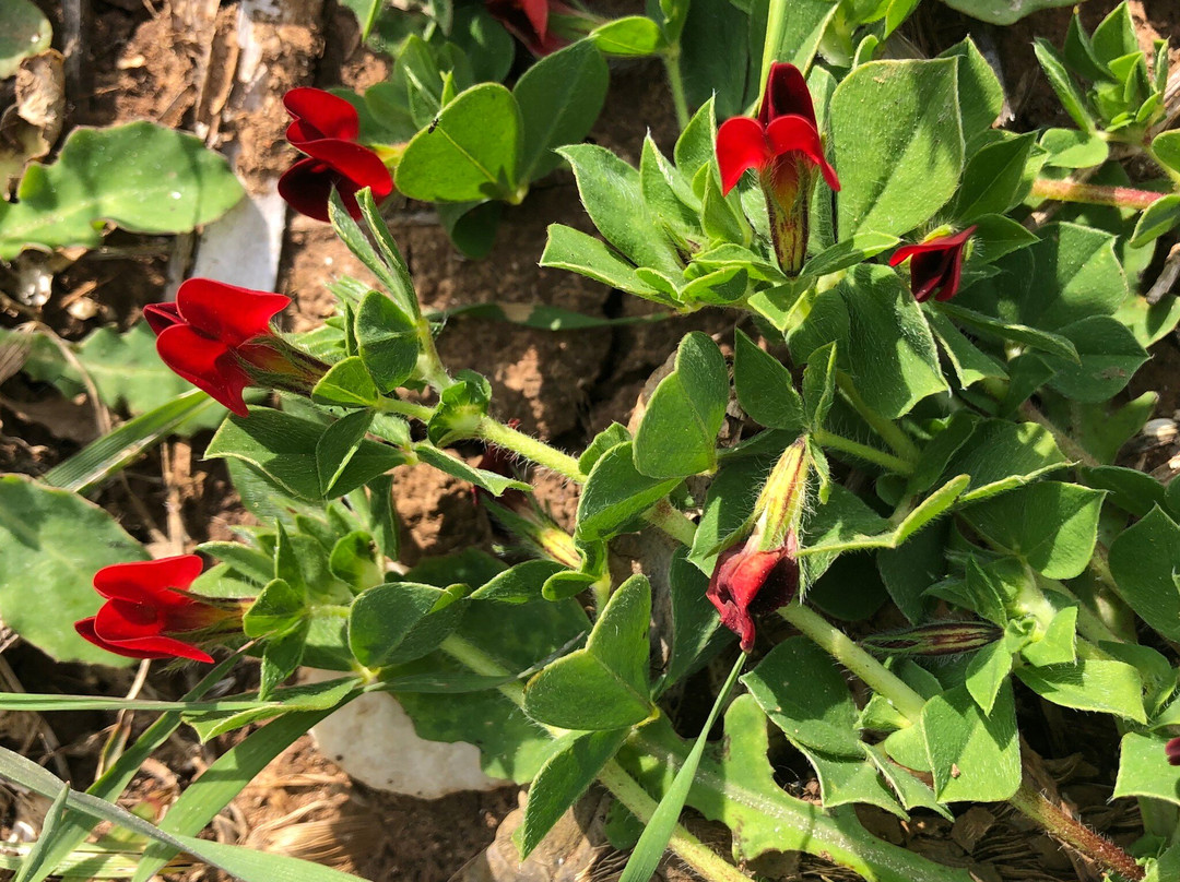 Lido Valderice-Valderice必去景点