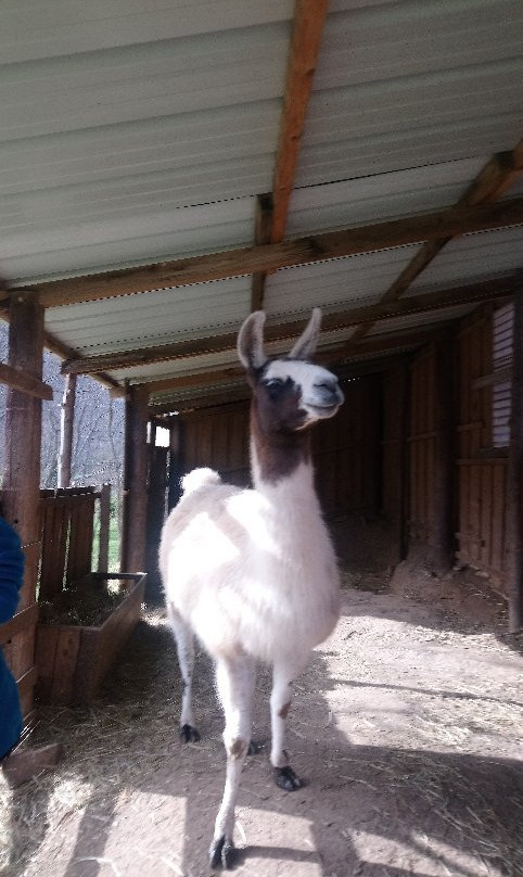 La Ferme des Lamas-Auzat必去景点