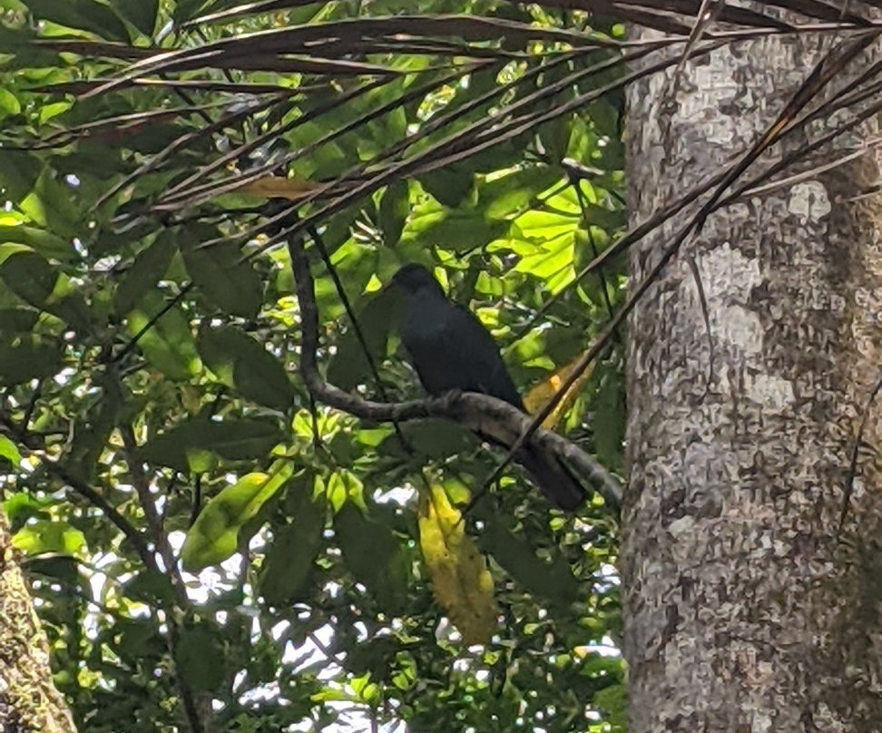 Parc des Grandes Fougères-Farino必去景点