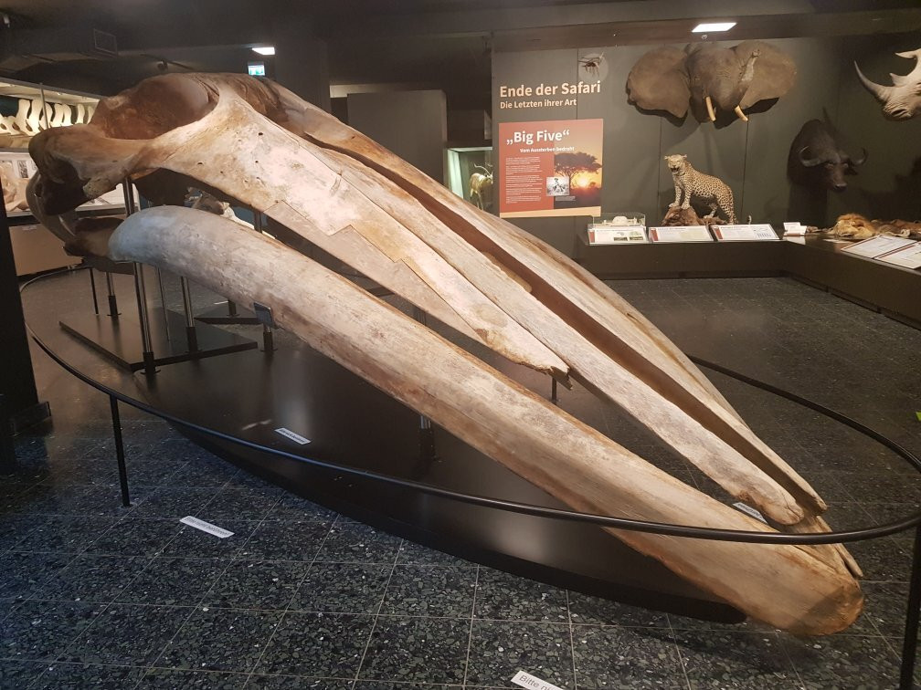 Zoologisches Museum-汉堡必去景点