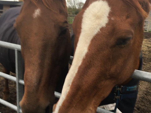 Bransby旅游攻略图片