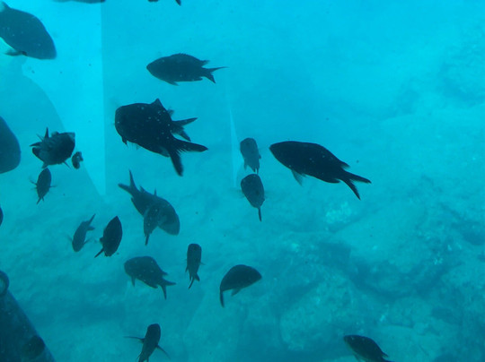 Poseidon Submarine-罗德城必去景点