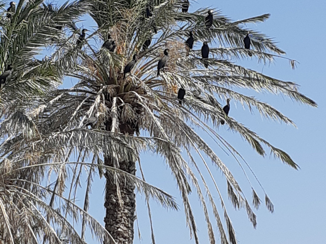 En Afek Nature Reserve景点图片