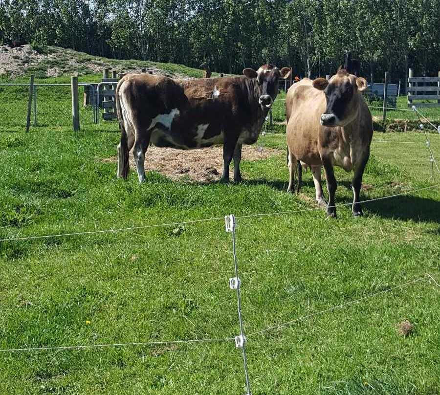 Martinborough Manor景点图片